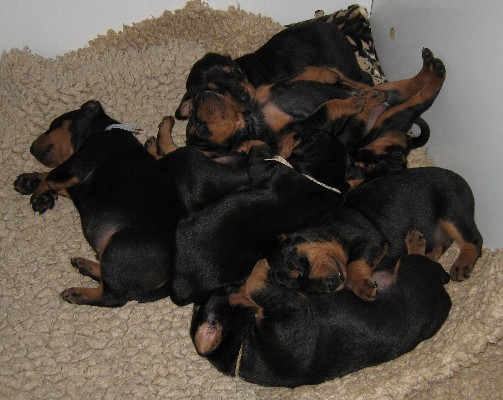 20.02.10 die Welpen sind kräftig gewachsen 20.02.10 die Welpen sind kräftig gewachsen