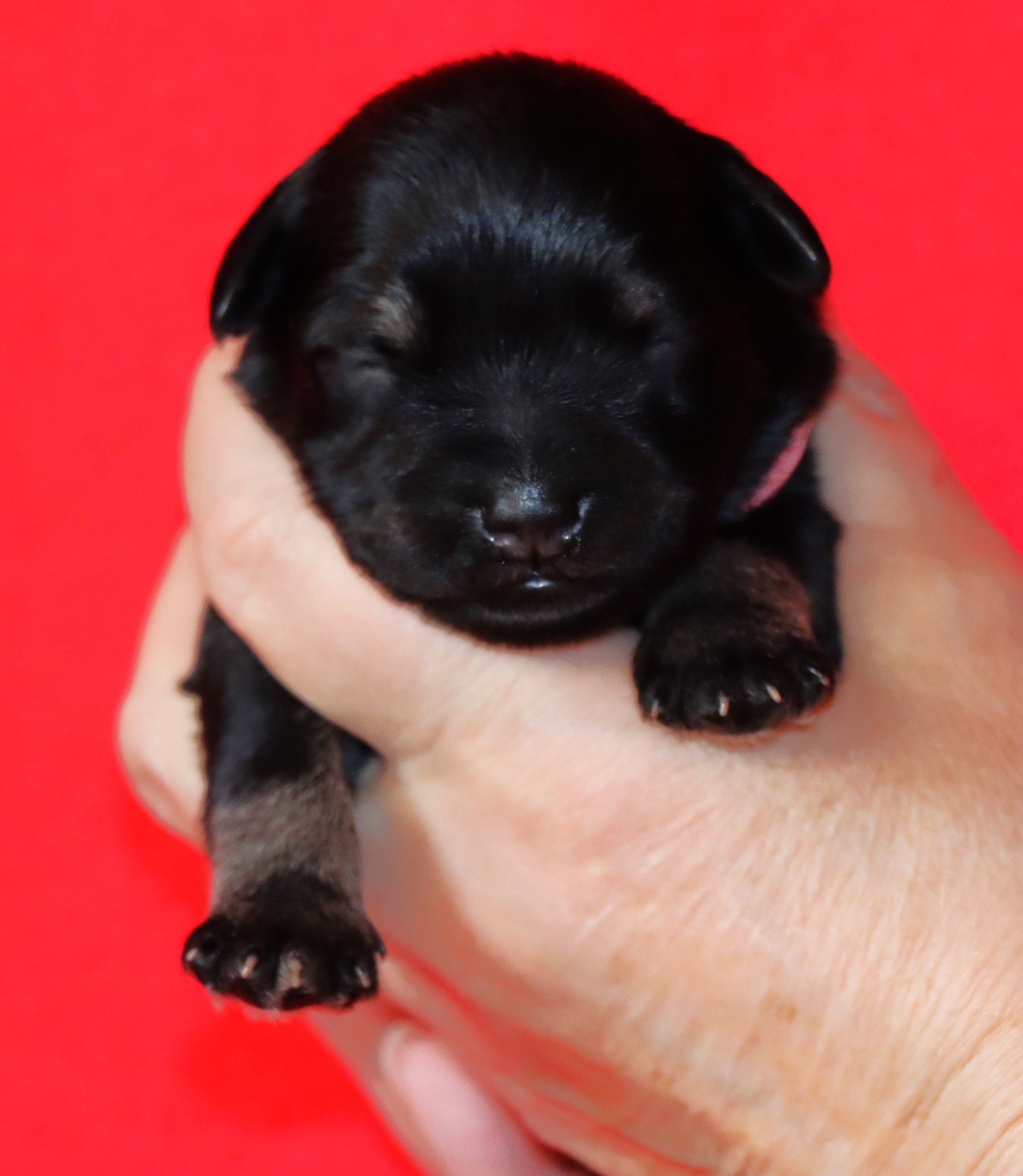 Rosa, H. 3. 12. 23 Rosa, H. 3. 12. 23